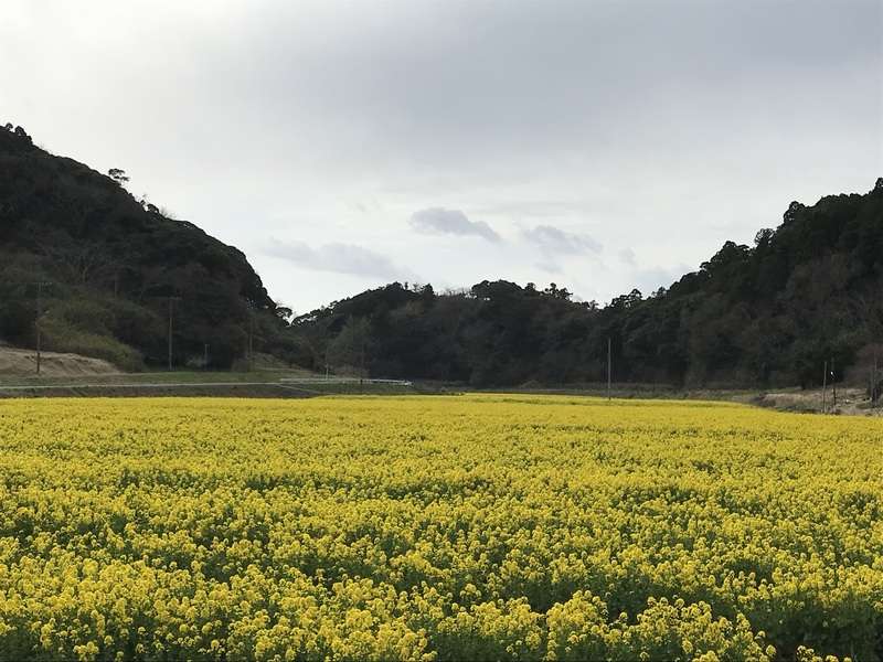 食用ナバナの収穫後の風景