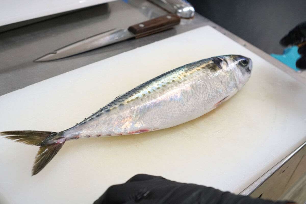 特集：魚をさばく