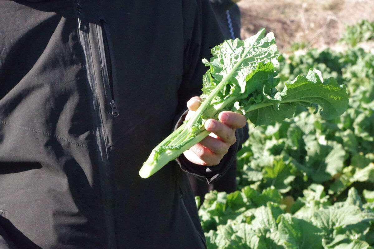 食用なばな