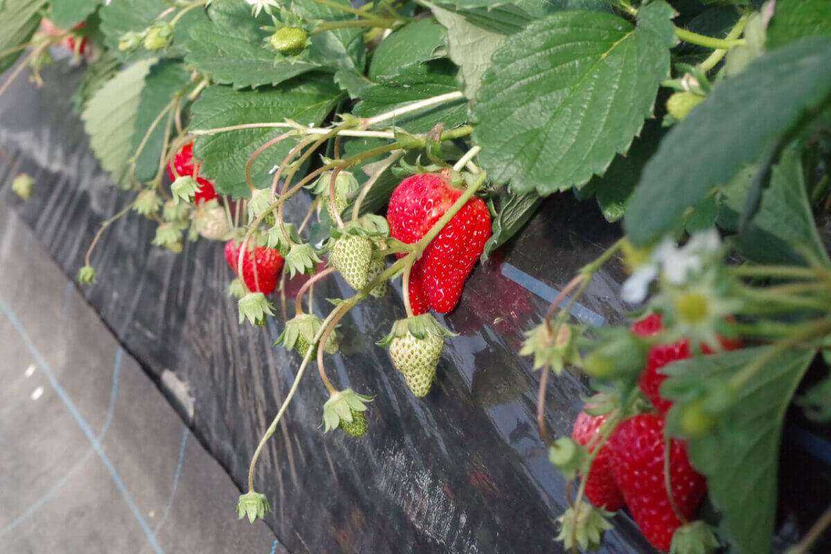 枇杷倶楽部　苺庭園